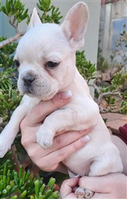 french-bulldog-6